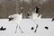 Red-crowned Crane, Chinese Kraanvogel, Grus japonensis