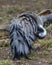 The red-crowned crane, , cleans the feathers