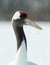 The red-crowned crane. Close up portrait. Scientific name: Grus japonensis, also called the Japanese crane or Manchurian crane, is