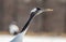 The red-crowned crane. Close up portrait, side view Scientific name: Grus japonensis, also called the Japanese crane or Manchurian