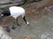 Red-Crowned Crane Drinks water