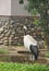 Red-crowned crane (Grus japonensis)