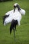 Red-crowned crane Grus japonensis