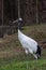 Red-crowned crane Grus japonensis, also known as the Japanese crane or Manchurian crane