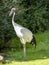 Red-crowned Crane, Grus japonensis, is a beautiful endangered crane