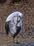 red-crowned crane, Grus japonensis, cleans the feathers