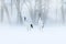 Red-crowned crane, Grus japonensis, walking in the snow, Hokkaido, Japan. Beautiful bird in the nature habitat. Wildlife scene fro