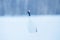 Red-crowned crane, Grus japonensis, walking white with snow storm, winter scene, Hokkaido, Japan. Beautiful bird in the nature hab