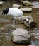 Red-crowned Crane or Japanese Crane