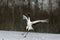 Red-crowned crane, Japanese crane, Grus japonensis,