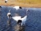 Red - crowned Crane Living in Qiqihar, Northeast China