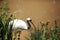 The red-crowned crane is named after a bright red spot on the top of the head. The red-crowned crane has a dandelion precisely bec