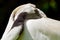 Red Crowned Crane White Feathers Grus Japonensis