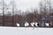 Red-Crowned Cranes Courtship Amongst the Flock