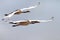 Red-crowned cranes flight features