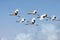 Red-crowned cranes fly in the sky.