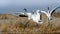 Red-crowned cranes graceful auspicious. Zhalong China, natural ecology has become a global one of 16 international important wetla