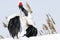 Red-crowned cranes graceful auspicious. Zhalong China, natural ecology has become a global one of 16 international important wetla