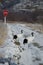 Red-crowned cranes Grus japonensis on a road.