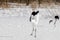 Red-Crowned/Japanese Crane Ballet