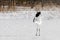 Red-Crowned/Japanese Crane Courtship Behavior