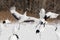 Red-Crowned/Japanese Crane Dance Displays