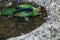 Red-crowned kakariki bathing in puddle