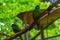 Red-Crowned Kakariki at Kiwi birdlife park in Queenstown, New Zealand