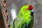 Red Crowned Parakeet Caged