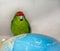 Red Crowned Parakeet . Sitting on the world map globe .