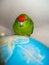 Red Crowned Parakeet . Sitting on the world map globe .