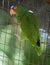 Red-Crowned Parrot in protected enviroment