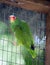 Red-Crowned Parrot in protected enviroment