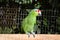 Red-Crowned Parrot in protected enviroment