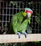 Red-Crowned Parrot in protected enviroment