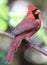 Red crowned pretty bird pose cardinal male