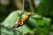 Red-crowned Woodpecker