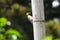 Red-crowned woodpecker on dry bamboo