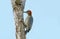 Red-crowned Woodpecker Melanerpes rubricapillus