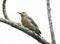 Red-crowned woodpecker Melanerpes rubricapillus