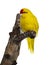 Red crowned yellow Kakariki bird on white