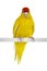 Red crowned yellow Kakariki bird on white