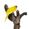 Red crowned yellow Kakariki bird on white