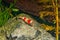 Red crystal shrimp Caridina cantonensis in freshwatera aquarium