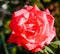 Red cultivated ornamental rose