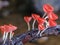 Red cup fungi or Champagne mushroom