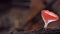 Red cup mushroom with Slug on timber.