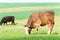 Red curly bull grazing in green springtime field. Moravia. Czech