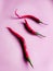 Red curly chilies pink background