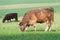 Red curly cow grazing in green springtime field. Moravia. Czech